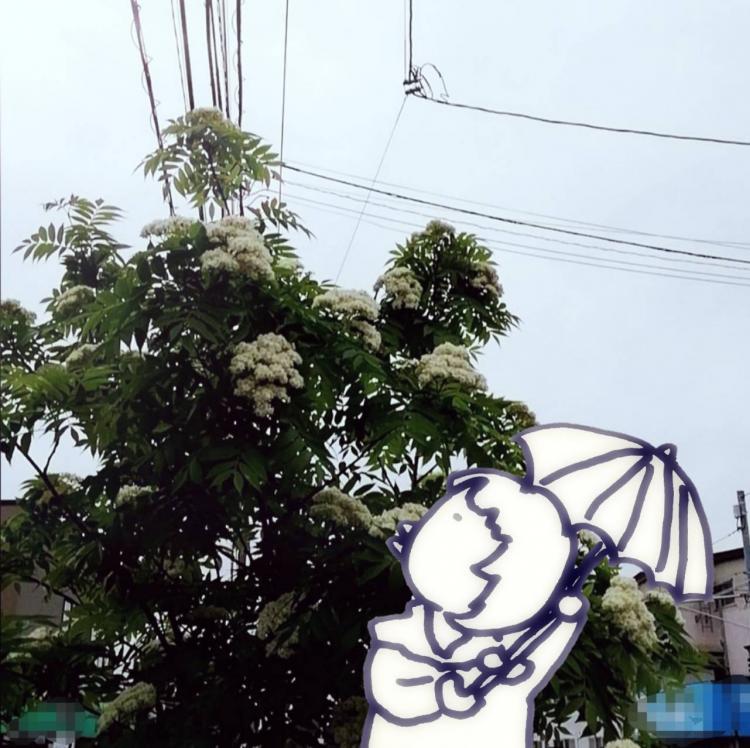 �܌��J�͔~�J�̋G��