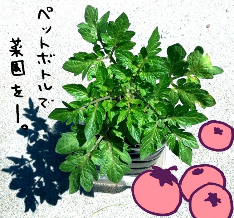 �y�b�g�{�g���ō؉���(*�e�́e)