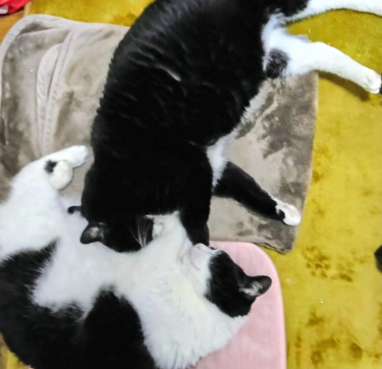�V�����n�܂�V��