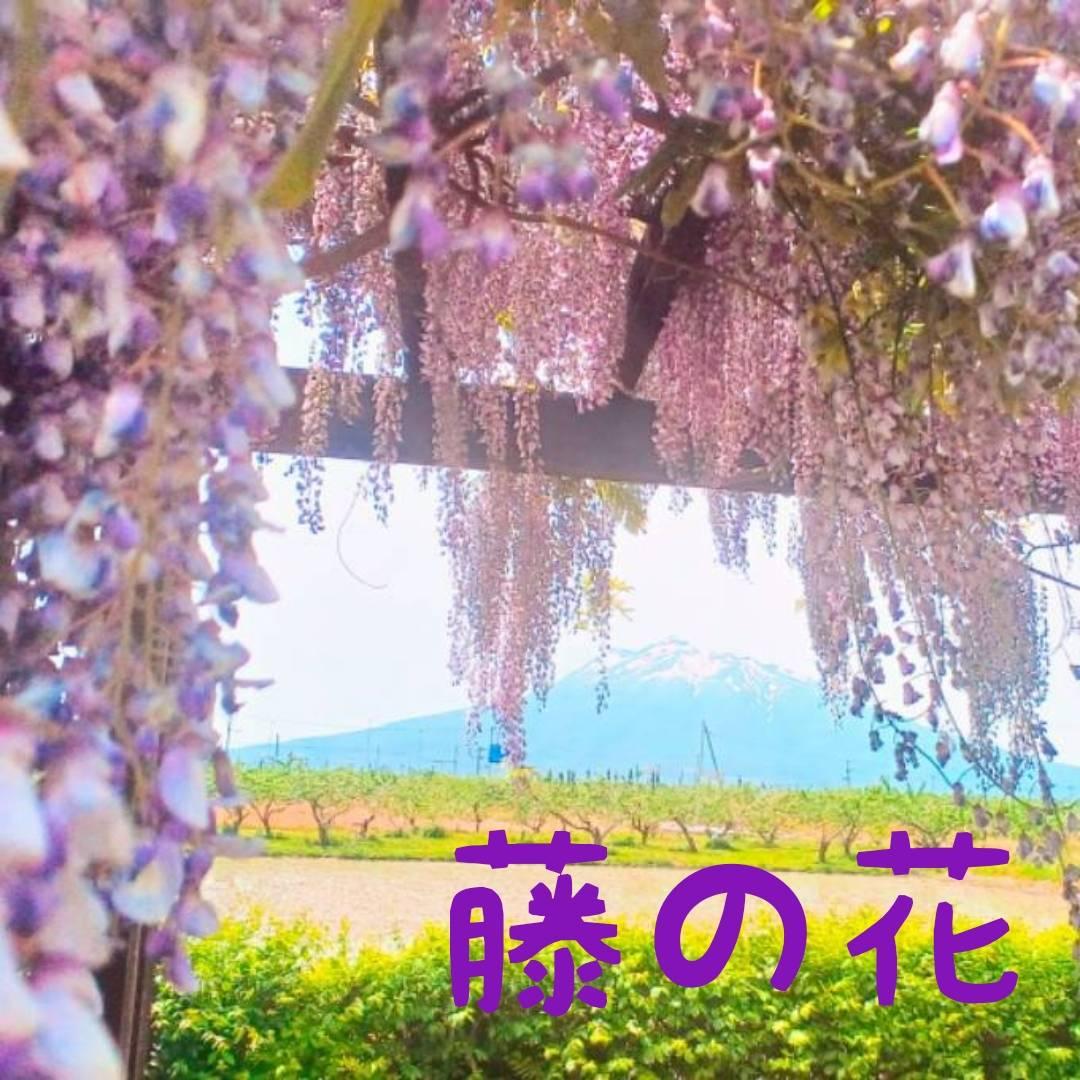 ���̉ԂŁc���ɐ����H(�L�E�ցE�M)