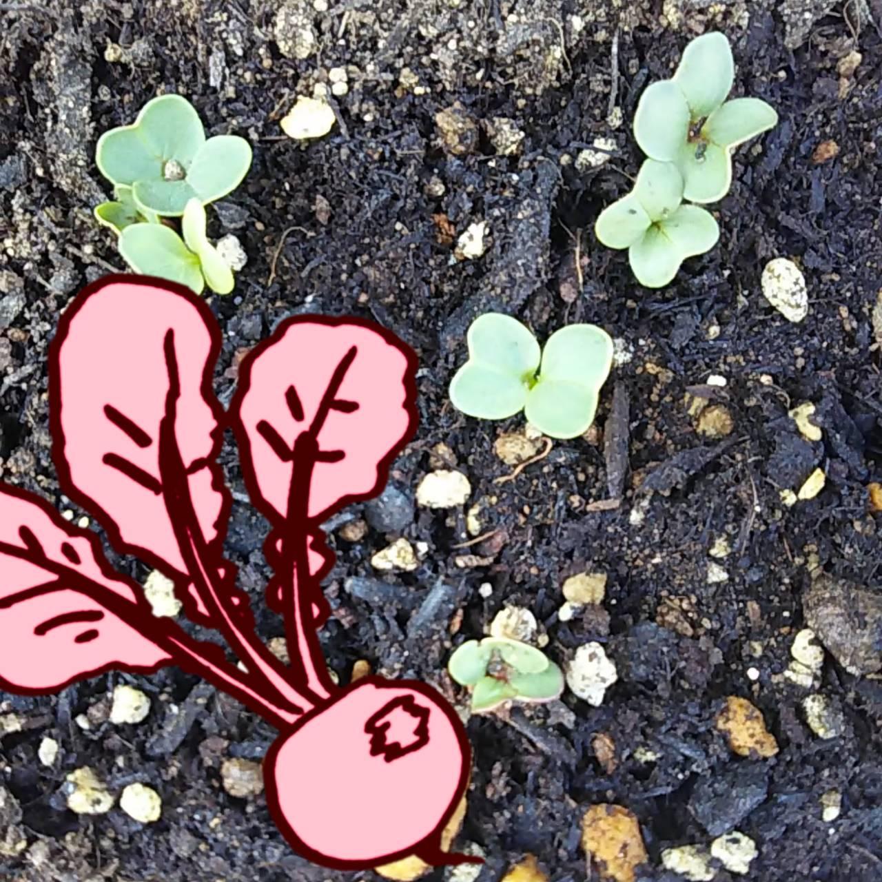 ���Ɖh�{�A��ĂĊy���ޓ�\���卪�I