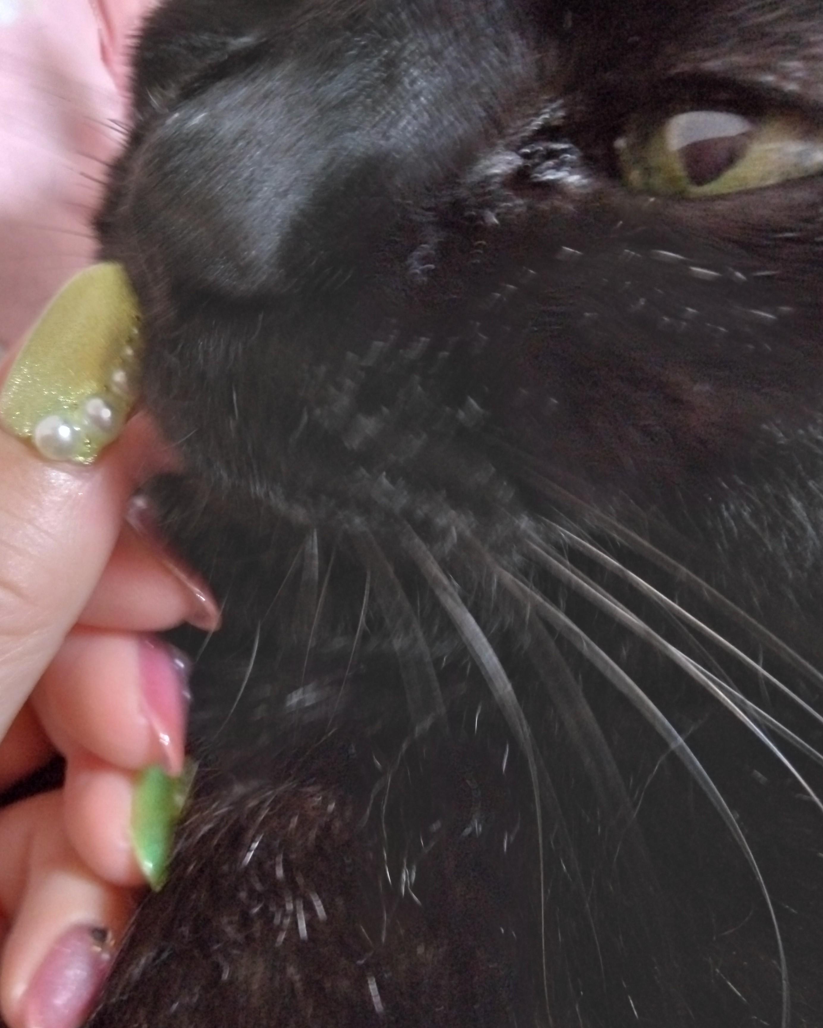 �g���Ǝ��΂Ȃ��b��