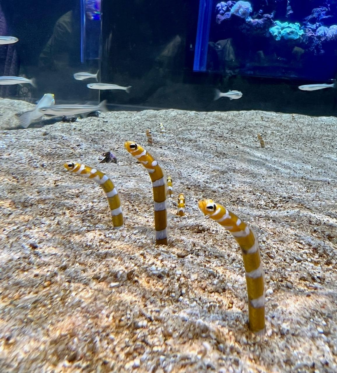 �U�΂̂��q���񂪂������������