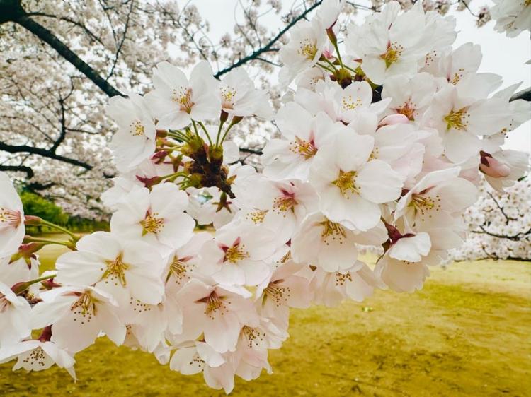 [�ꌾ]�Q�O�Q�U�N�����J�ɂ�