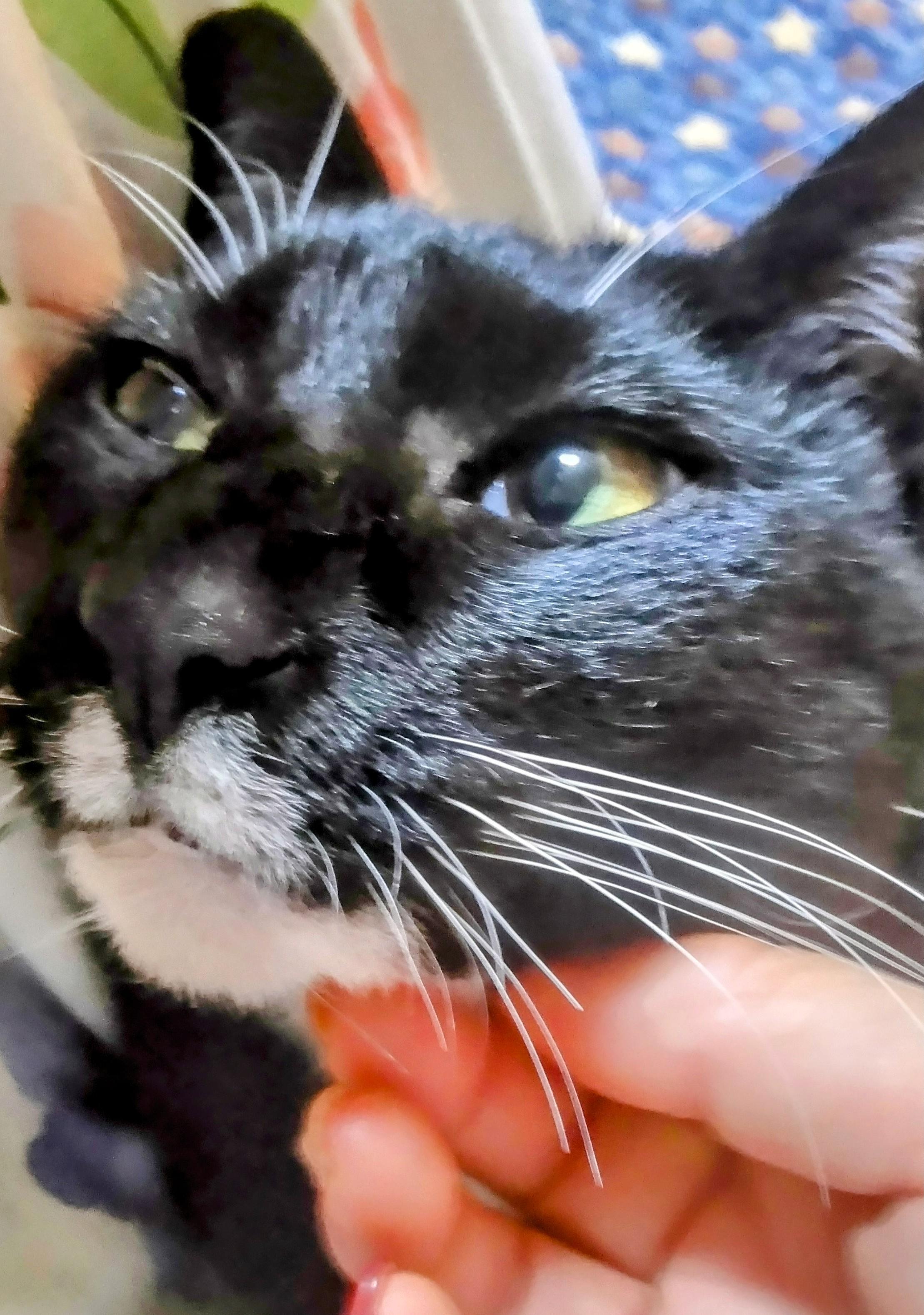 �J�^�m�b�N