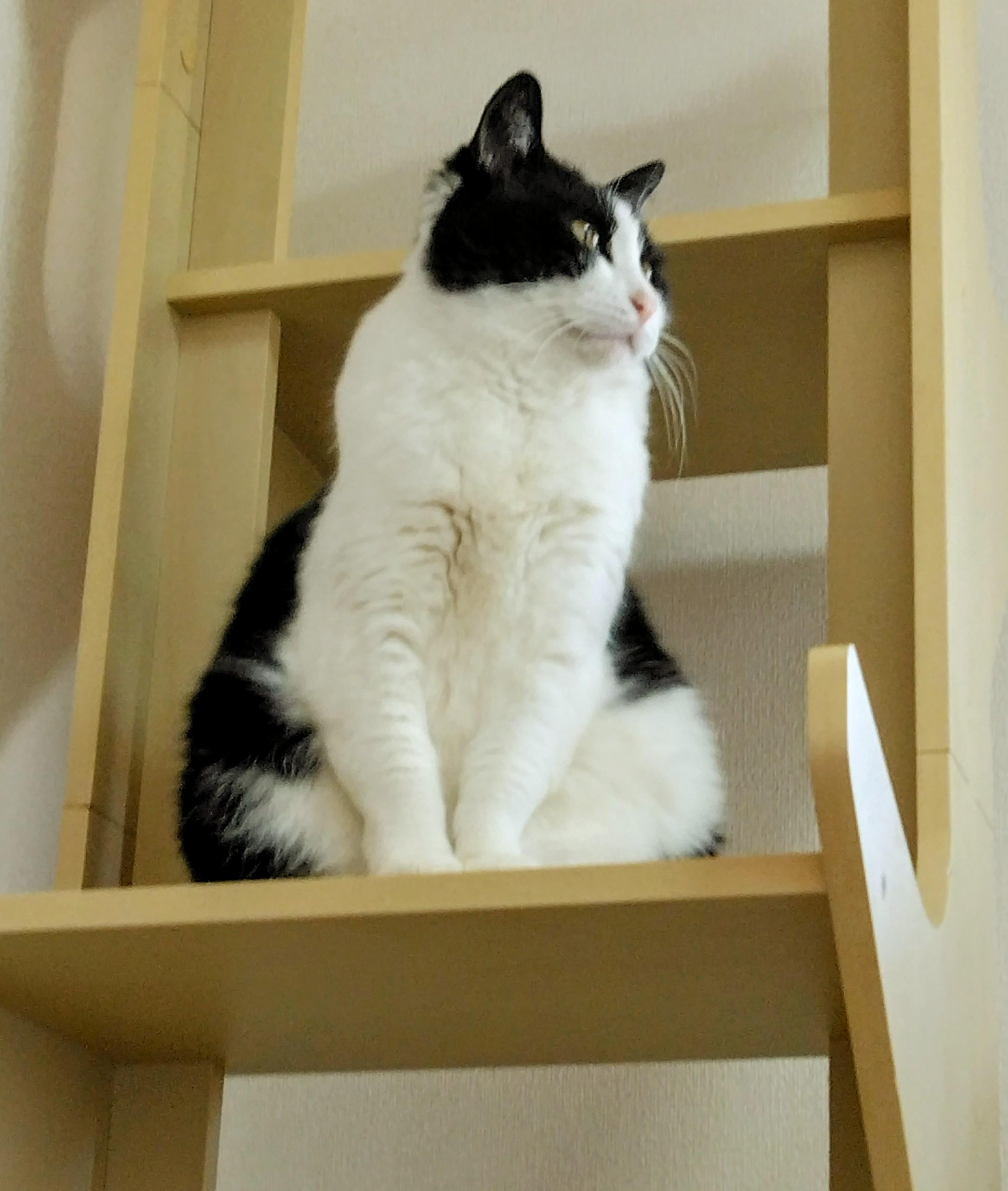 �V�����G�߂�������