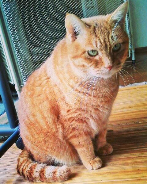 ��������̃{�����e�B�A����