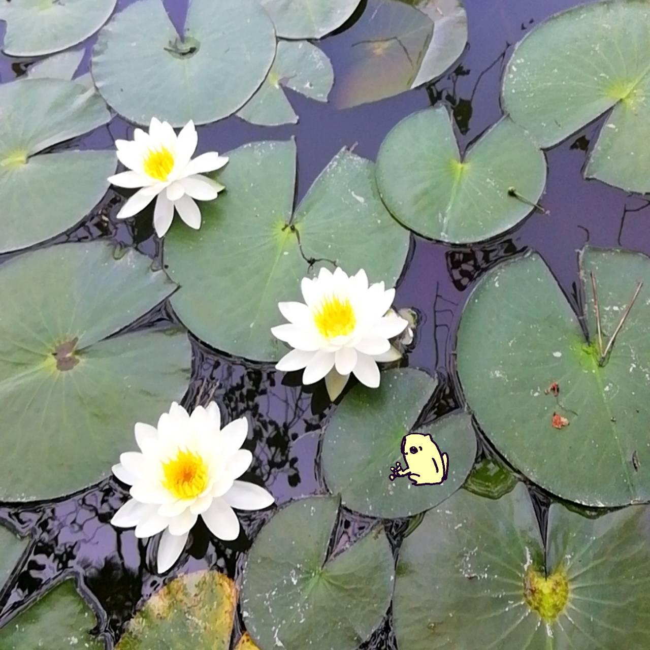 �X�s���`���A���ȉԁ@�`���@�`