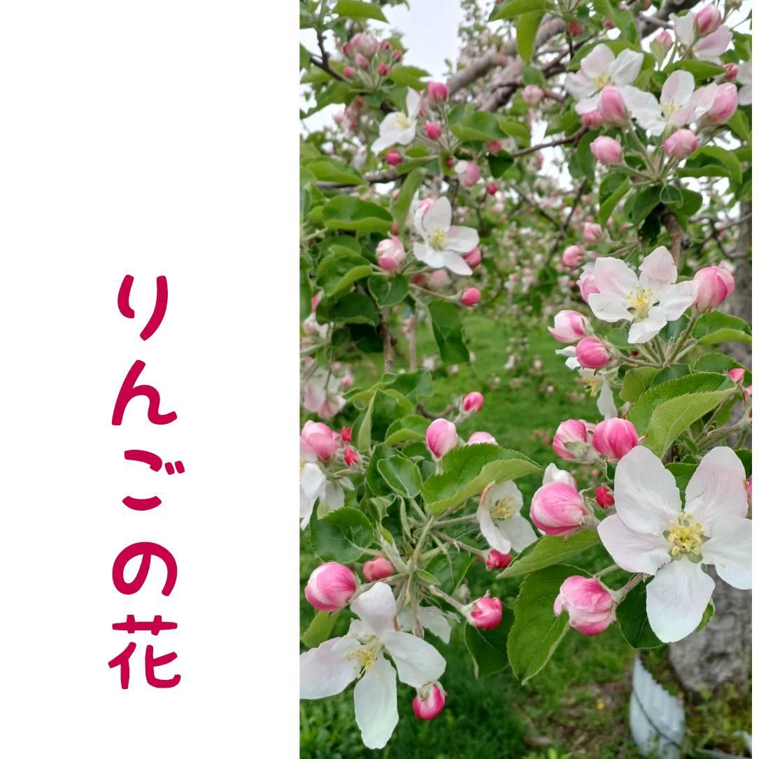 �u��񂲂̉ԁv�Ɓg�I�΂ꂽ���h�̂͂Ȃ�