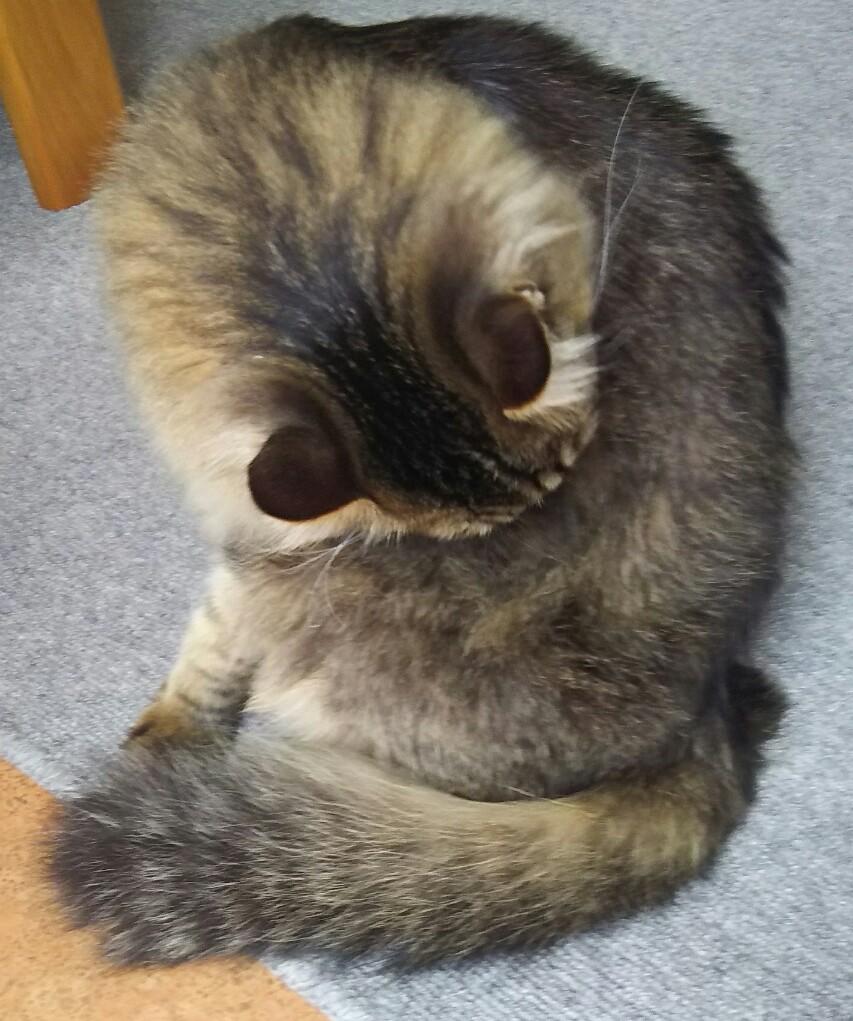 �L�����ׂ��Ђ�