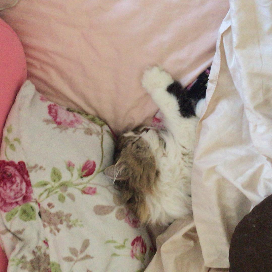 �Q���낤�̃j�����g�I