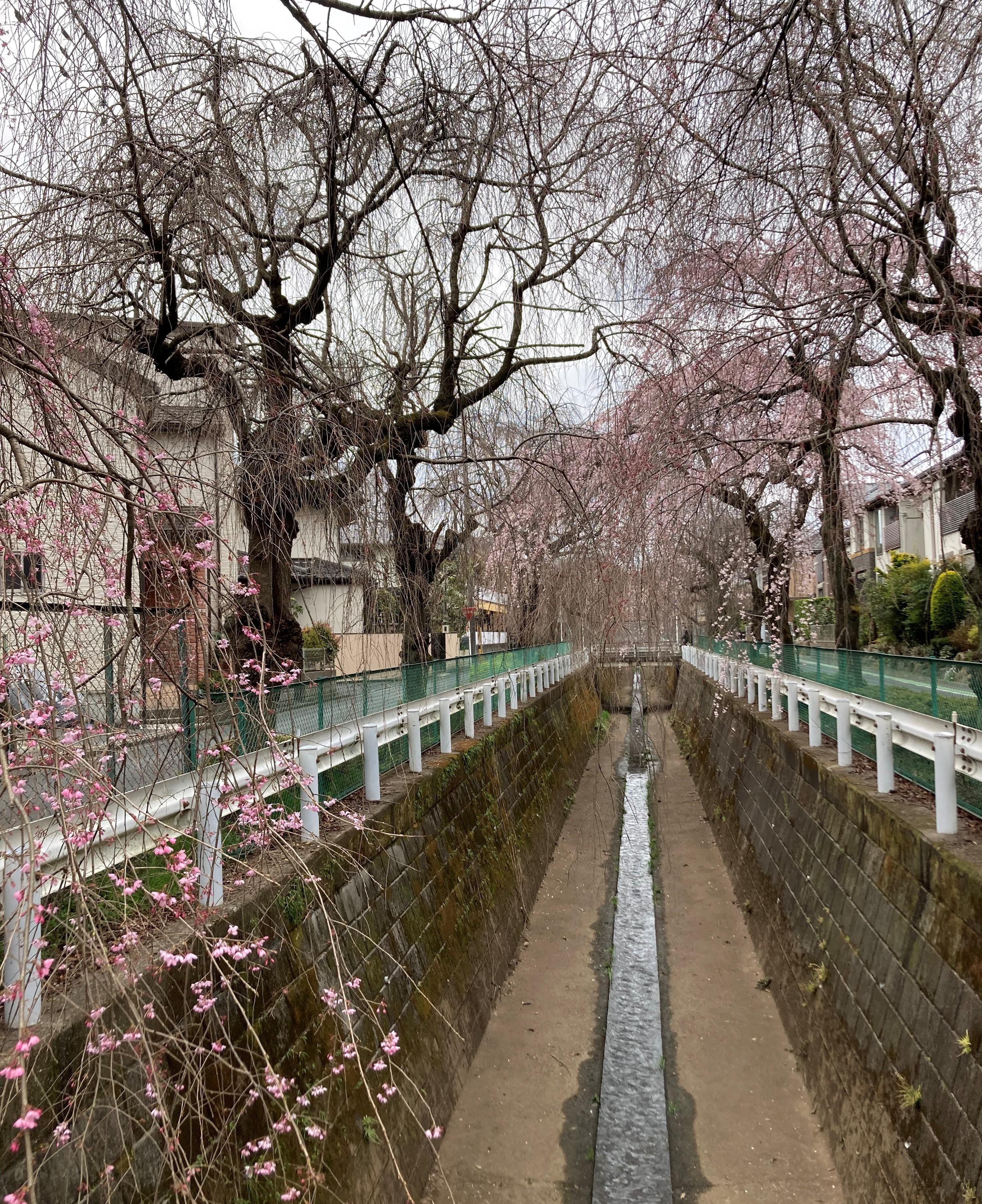 �y�t�z���̃g���l��