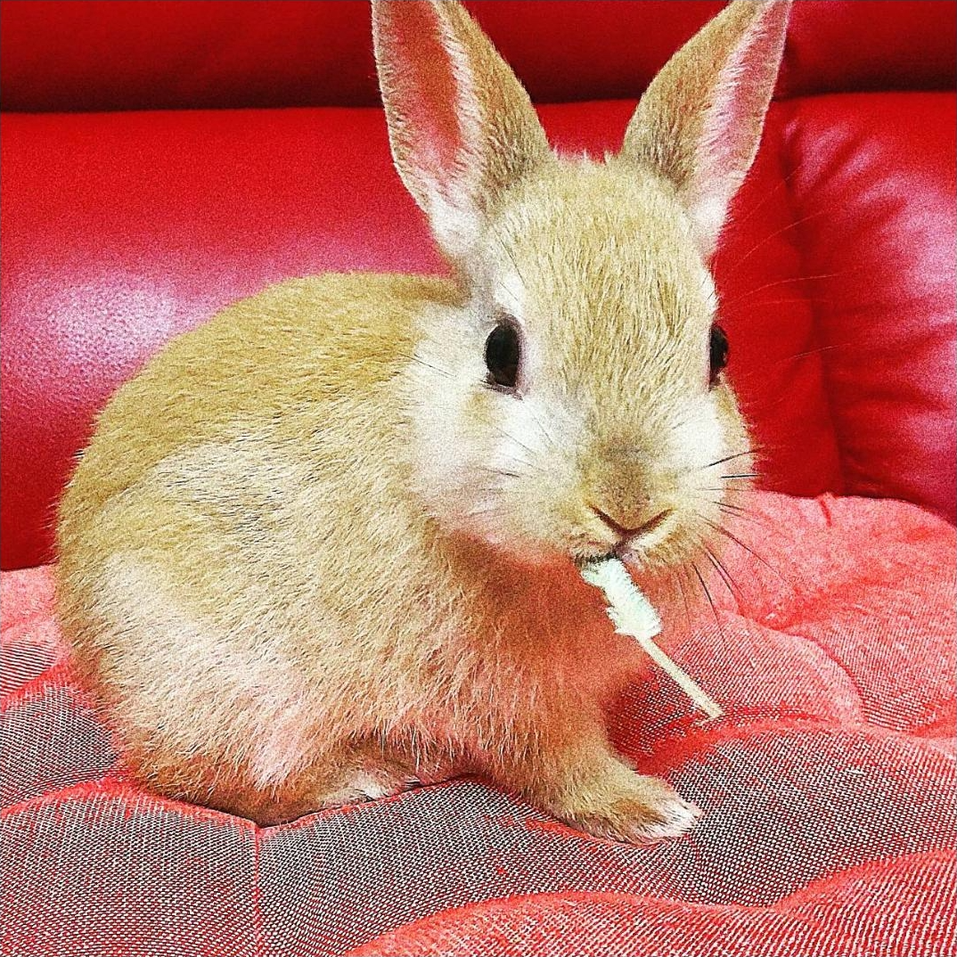 ���̎q���g���K�[