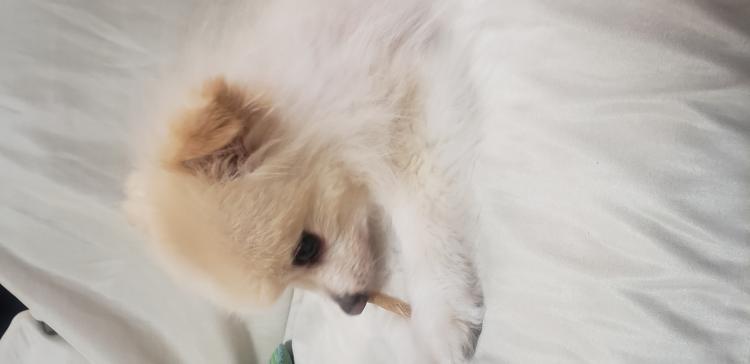 �g���͖����ɗǂ��e����^����d���u�V�E�v