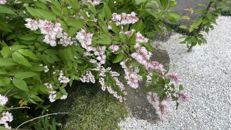 ��ɍ炢�����d�E�c�M�i��؁j