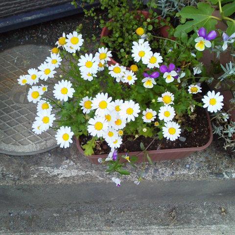 �C���X�g���X�����v�ŃX�^���v�ł͂Ȃ��B