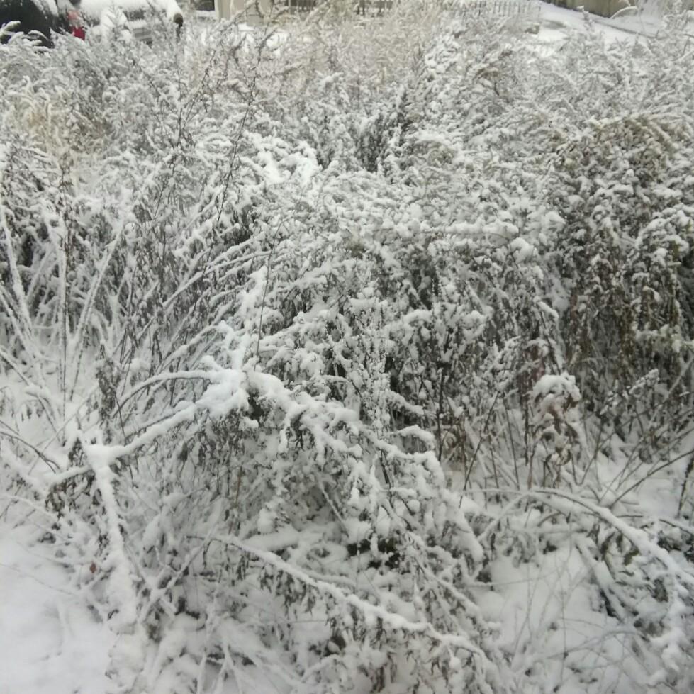 �ፑ�����I�S���W���I