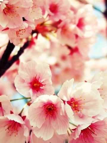 �����Ƃ����Ԃɏt�x��