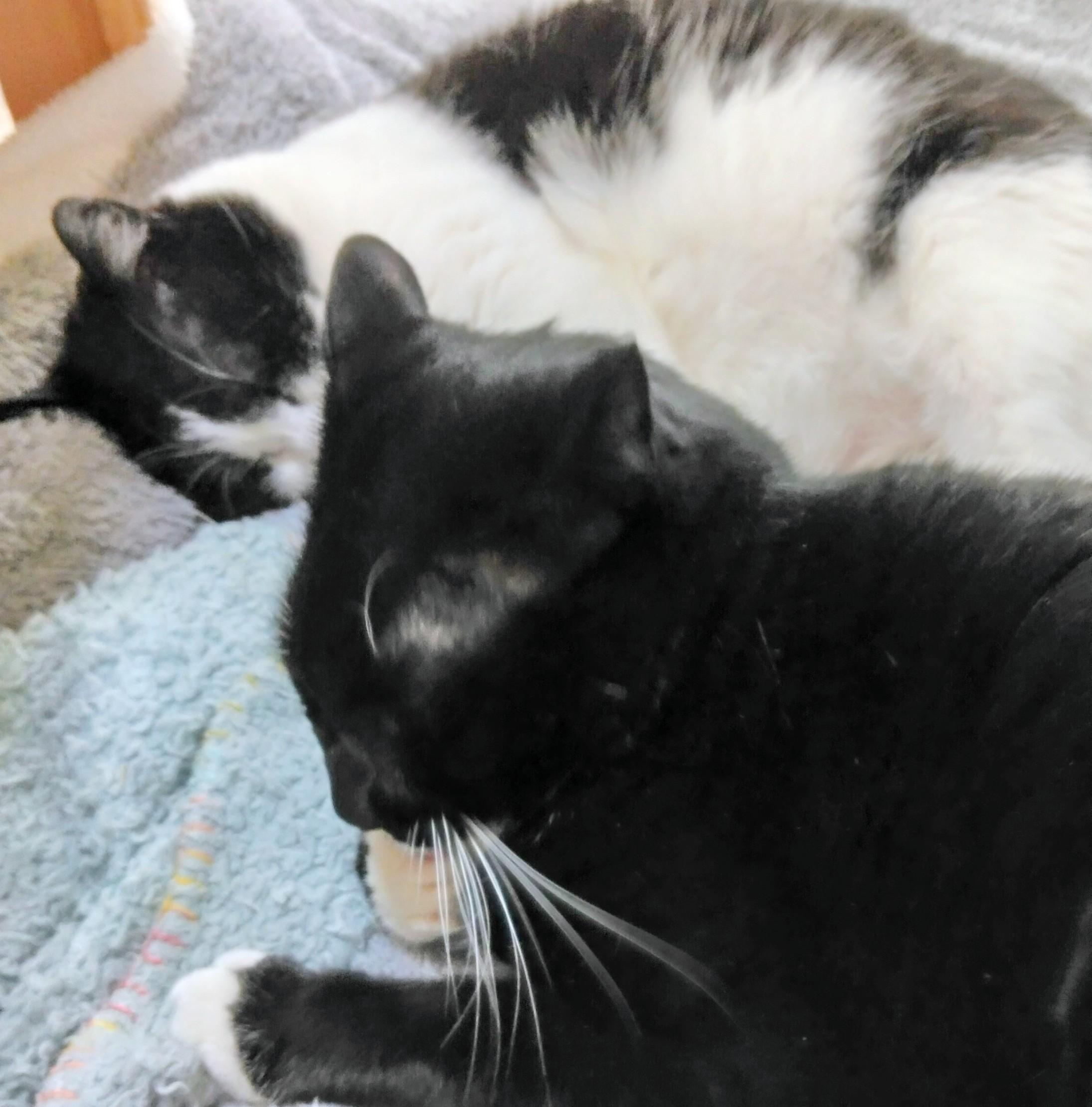 �ނ�Ɋ撣�鎞�c