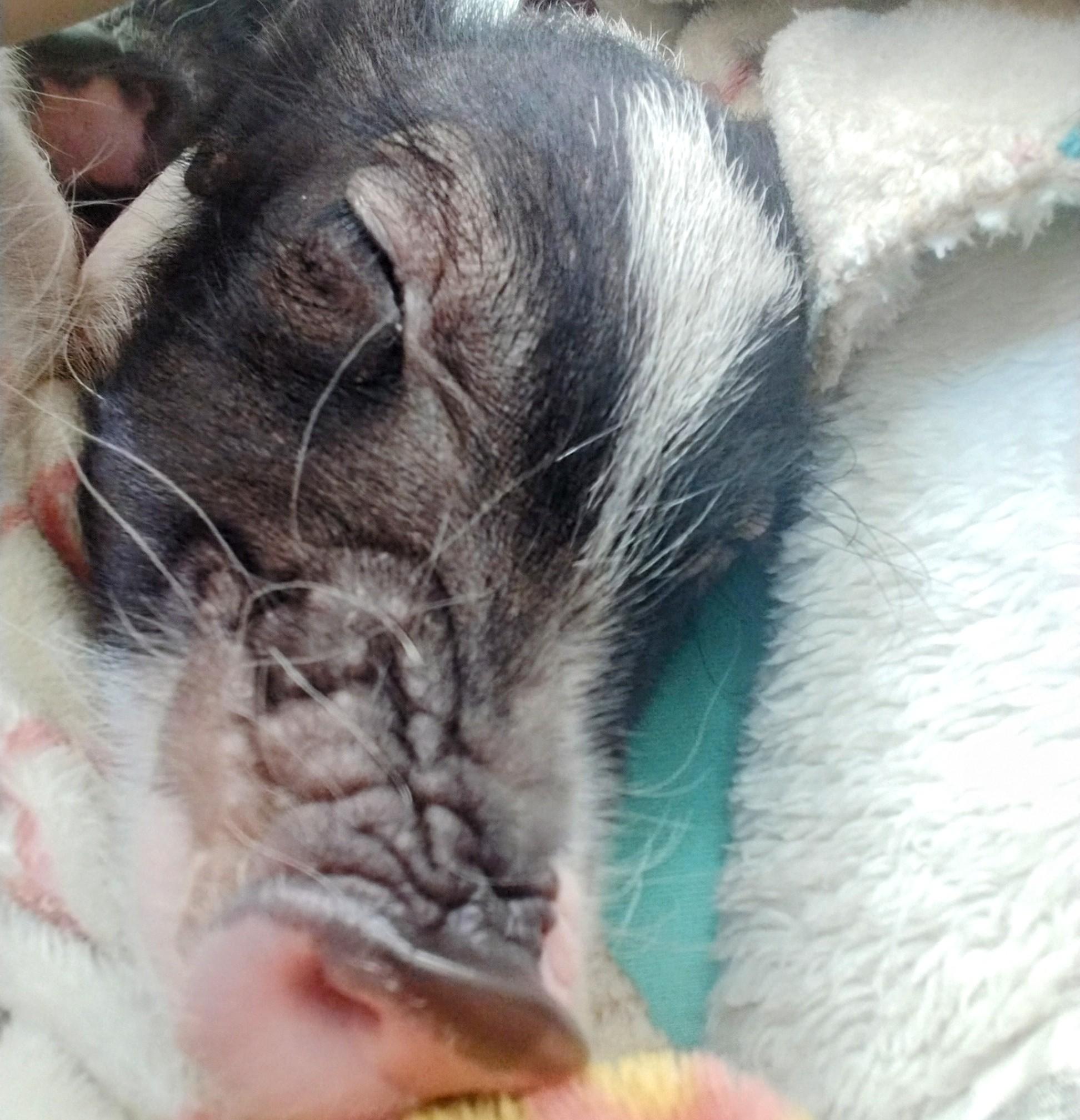 �f�̗��Ƃ�