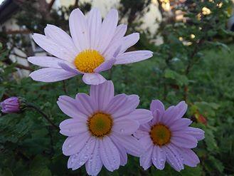 �d�ŏo���I