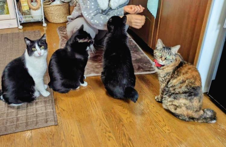 �y�b�g�̂���