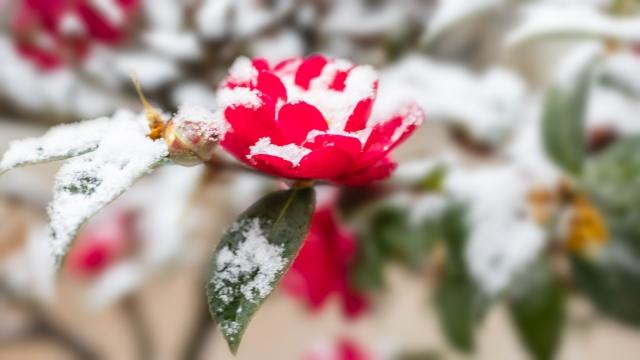 �u�劦�v�̉߂������ƊJ�^�|�C���g