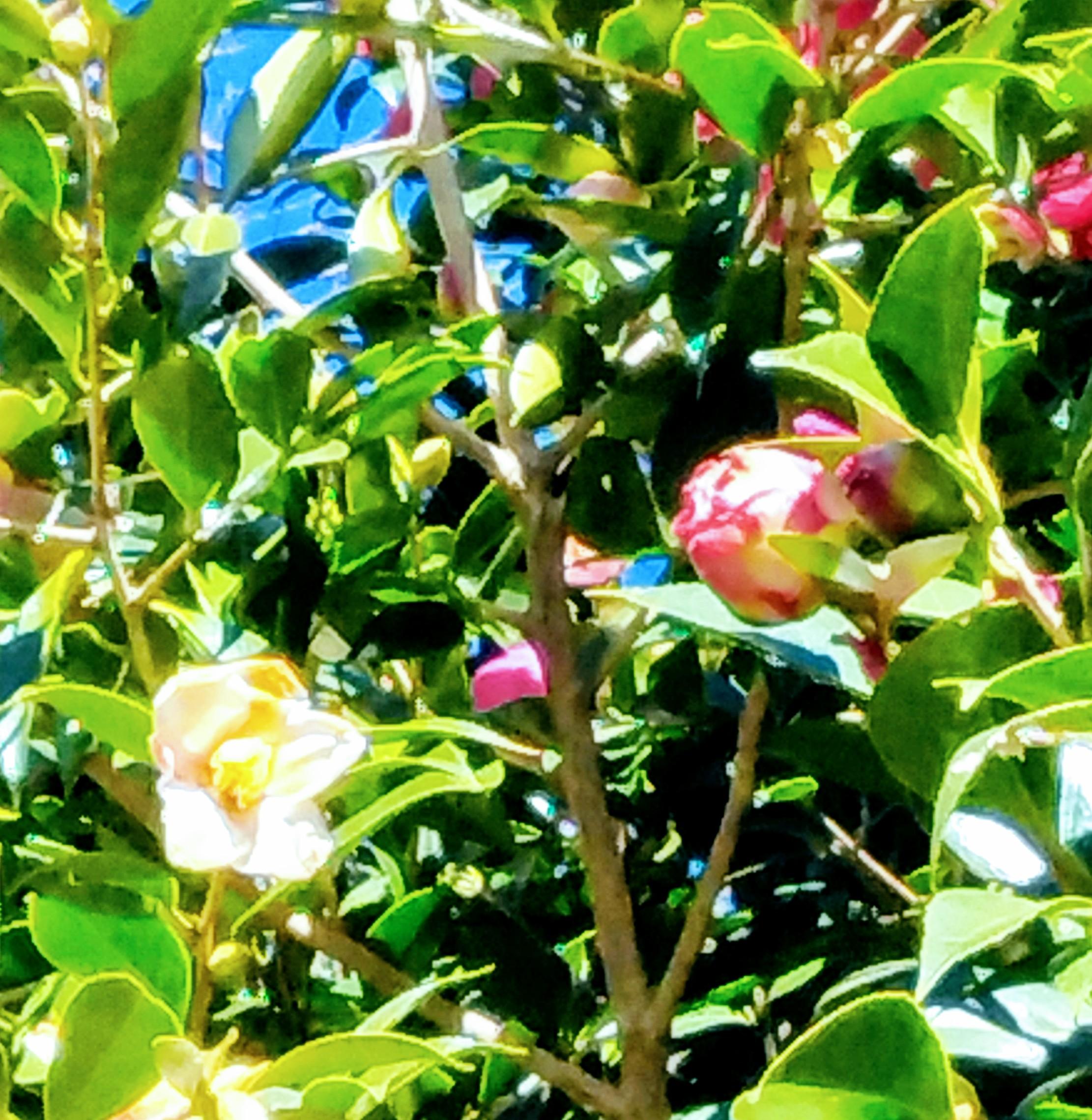 �N���N�n�̂���