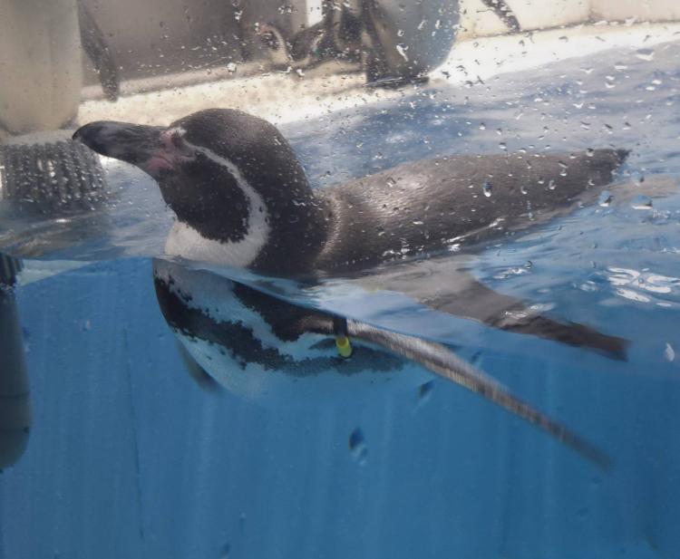 �T���̉^��