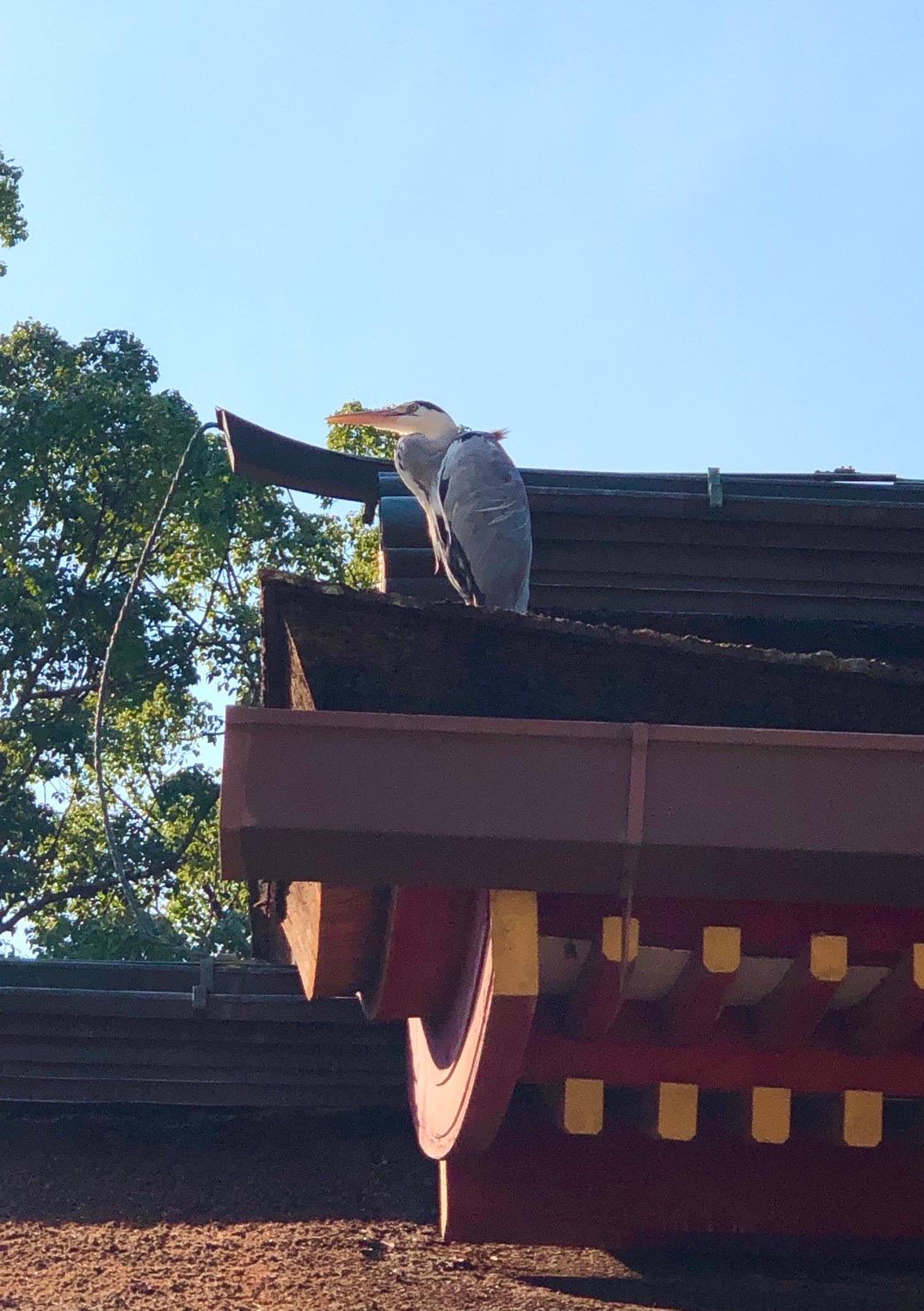 �_�Ђ̔q�a��