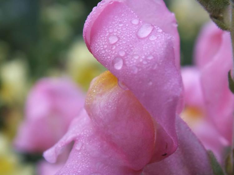 �F���̐l���B�o���̓R�R����B