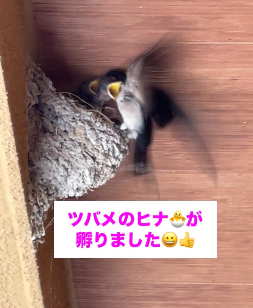 �Ƃ̌��ւɏo�����c�o���̑��̕���