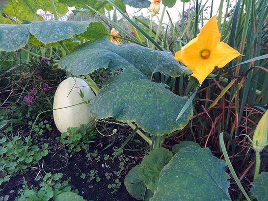 �K�v�Ȃ̂͐������B