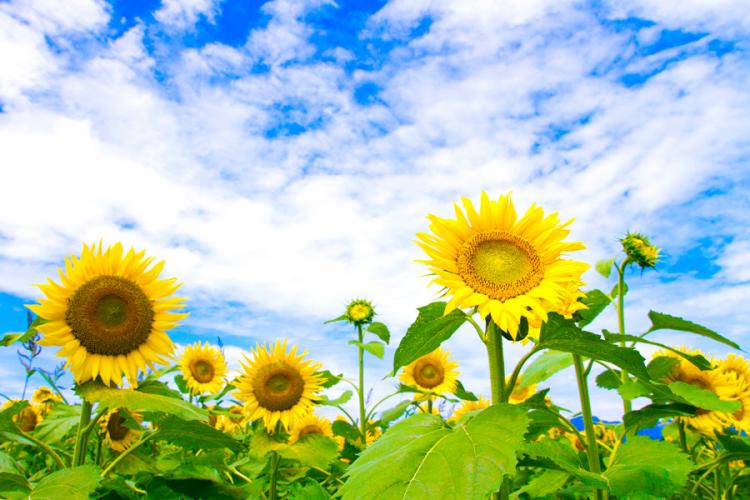 �������߂ɕK�v�Ȃ��ƁI