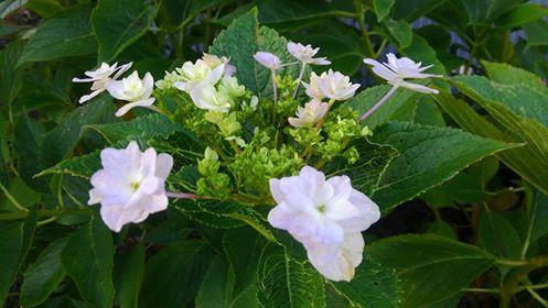 �R�[���|�^�[�W���̋G��