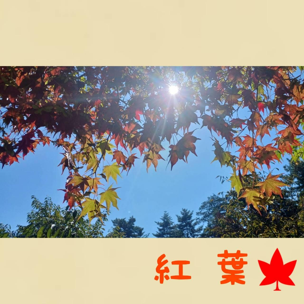 きれいな紅葉を見てきました！