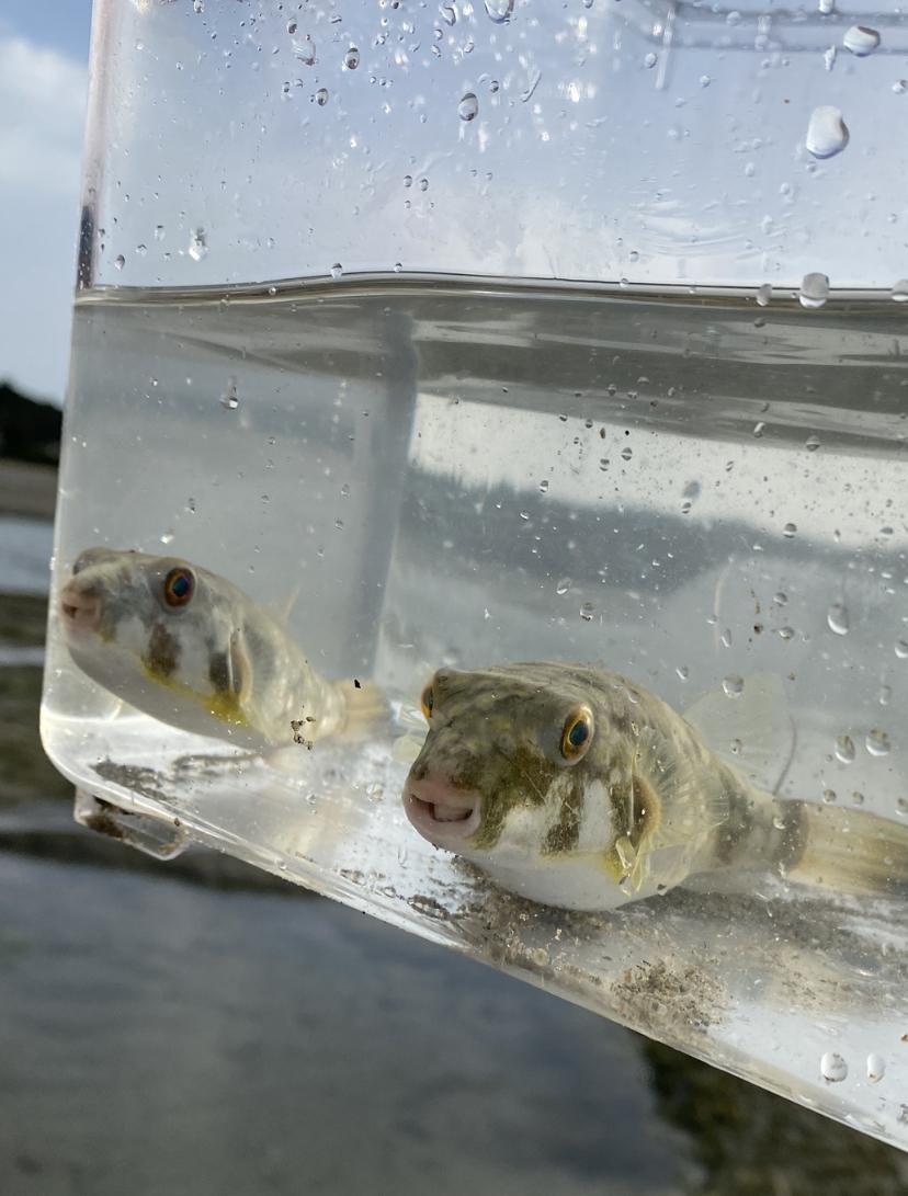 �t�O�t�O�A����