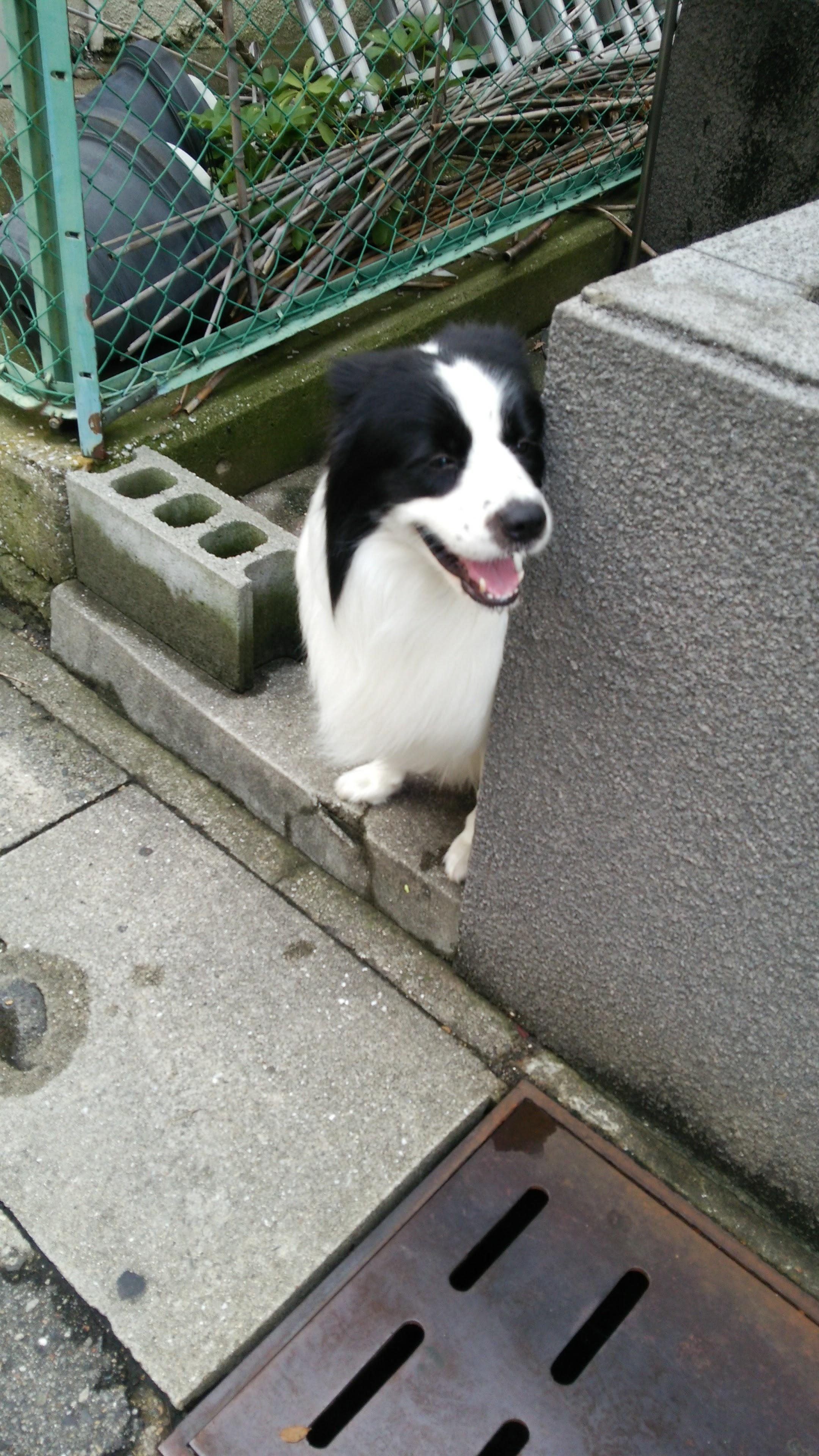 �V��ł�`�H