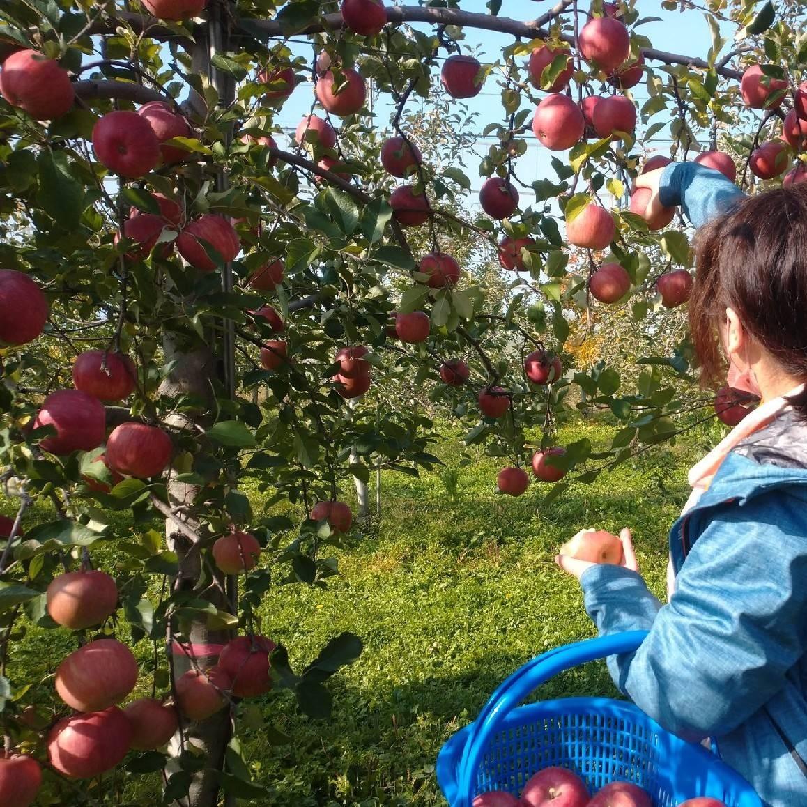 ��񂲂������ł��܂���