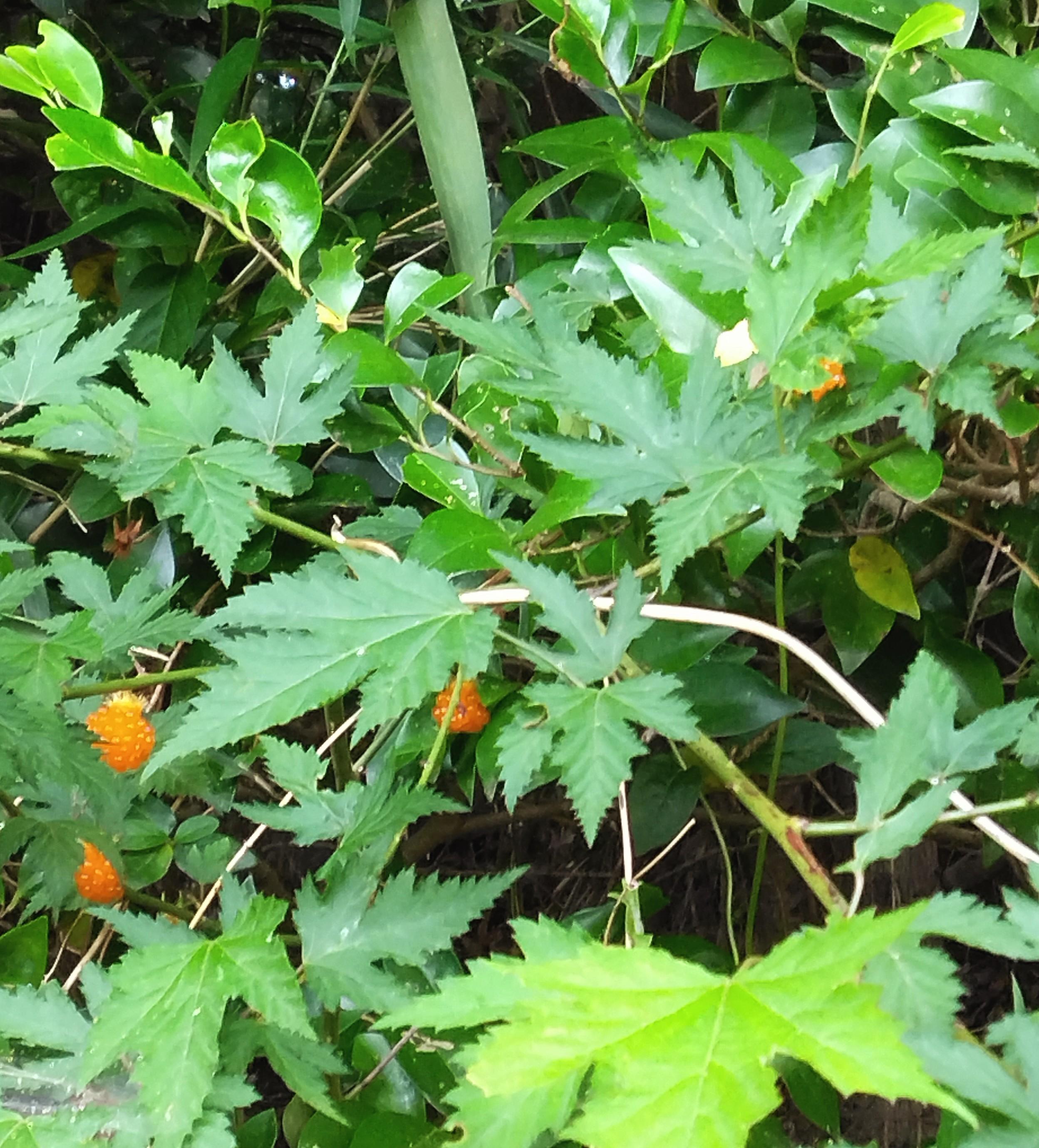 �ӂ�ӂ�ӂ��L���L���L����