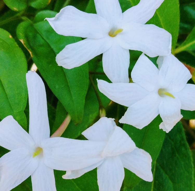 6���̓q�����L��