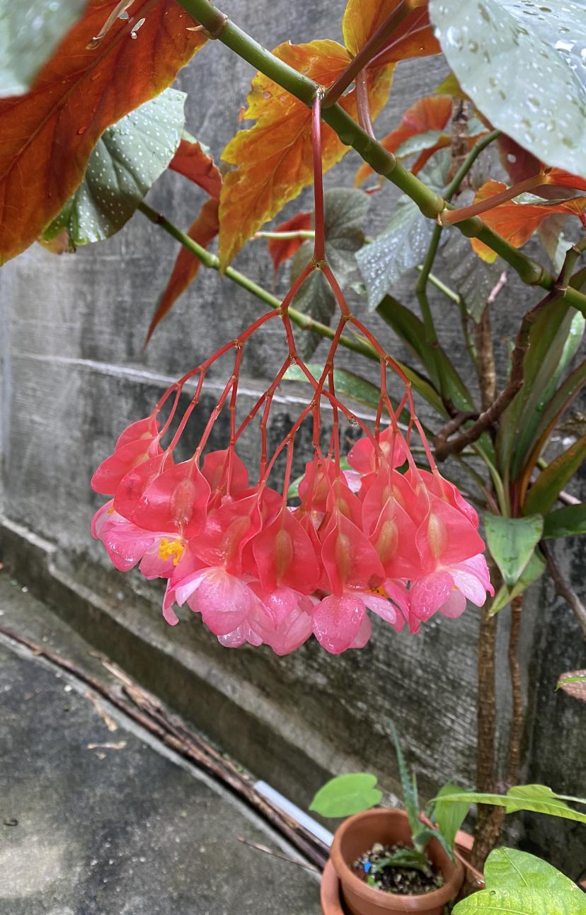 ��������7����