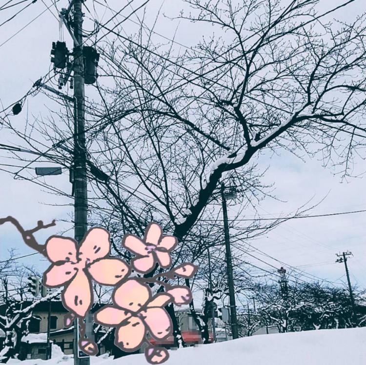 �����ɍ炭��̉�