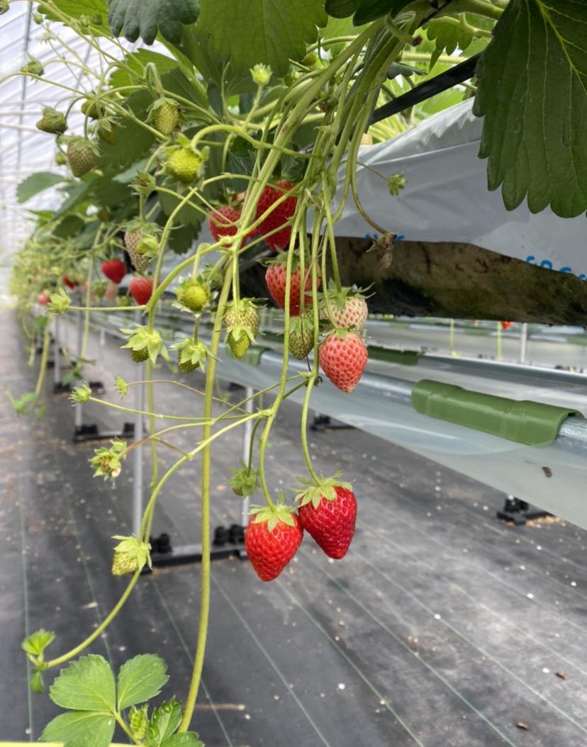 �I�[�W���X�̂�����̂�