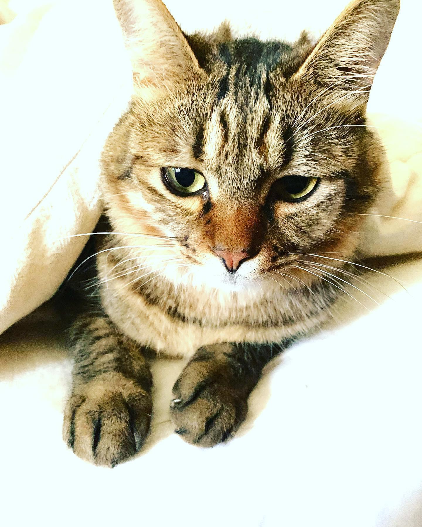 猫チャーと言います。