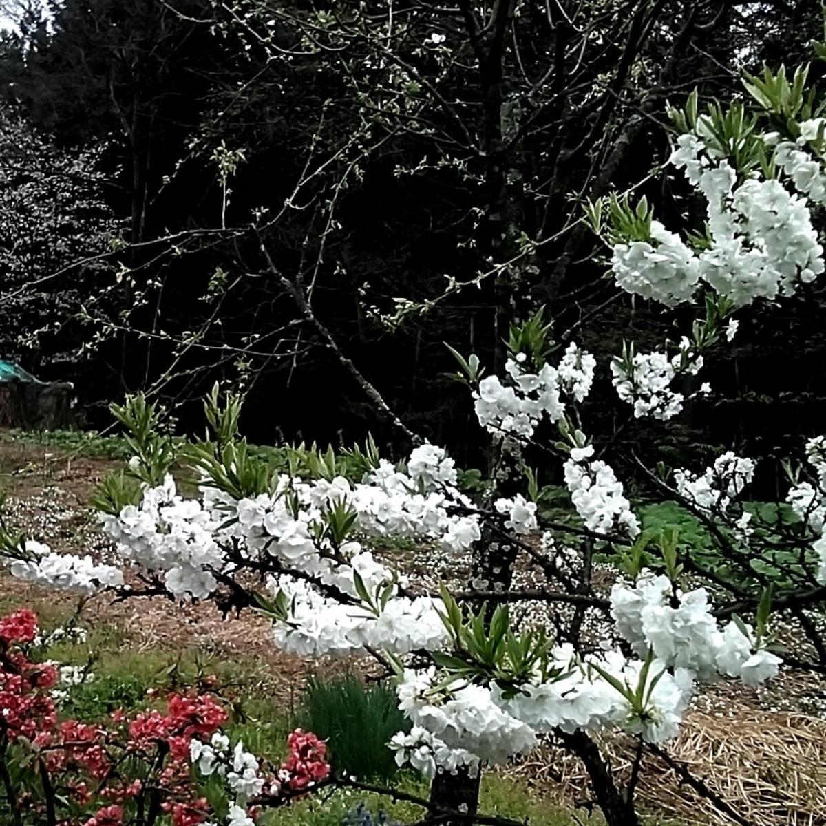 ���Ƃ����@-�R�̒�����-