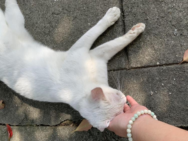 �ԕ��̔�U�͔ߎS〜