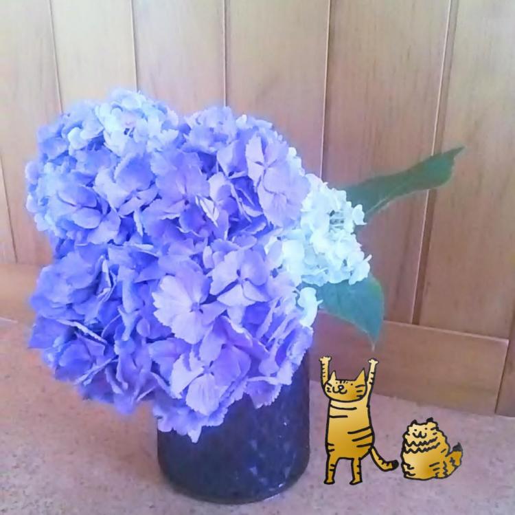 ���N�̂V���͂S�A�x