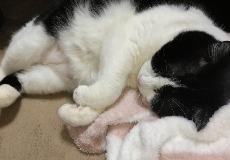 �݂�Ȃ��K���ɏo����}�}�ɂȂ肽���ȁ�