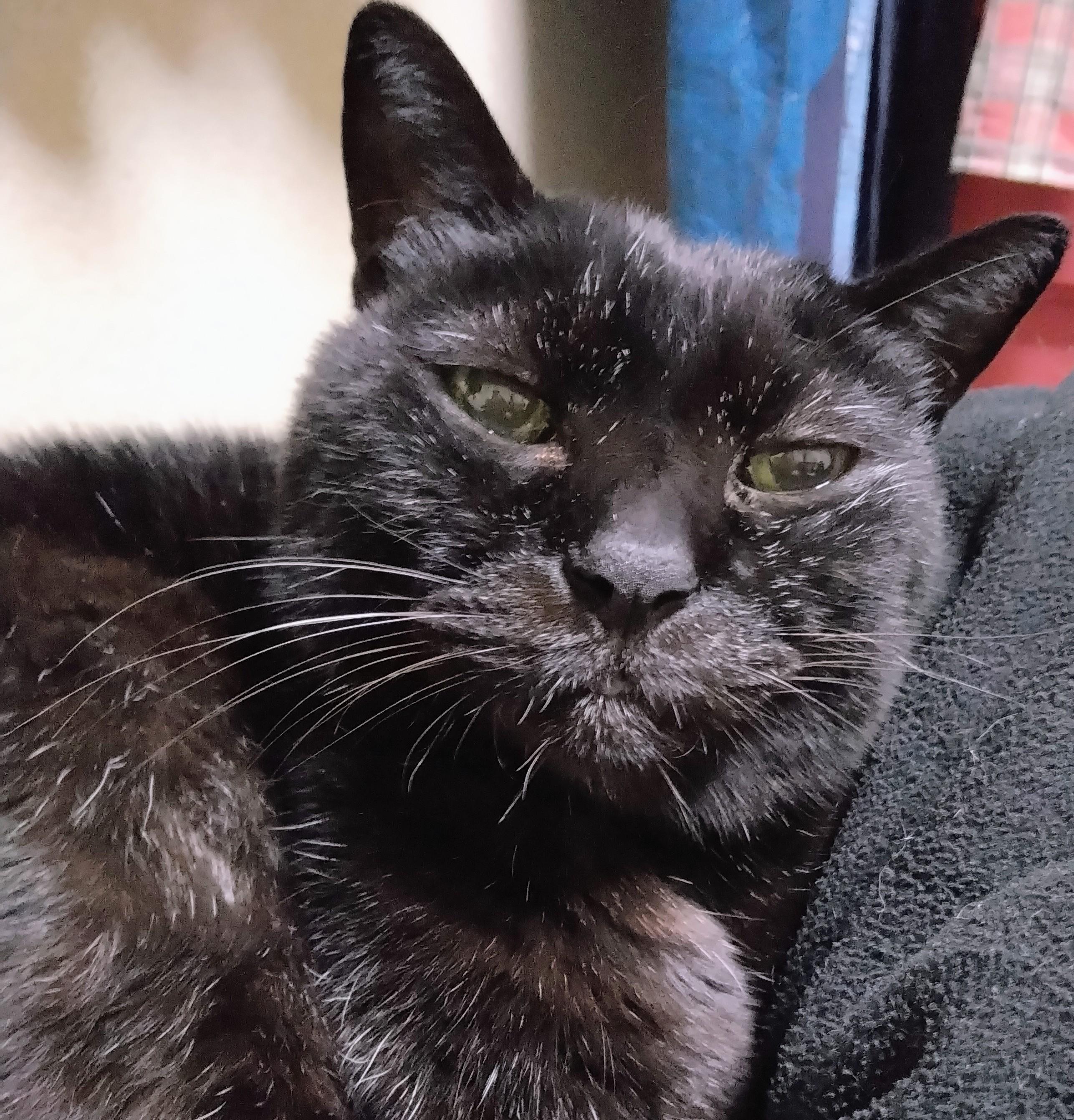 �L���L������恙